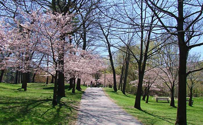 canh dep toronto canada