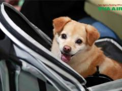 Giá Vận Chuyển Thú Cưng EVA Air: Tính Phí Ký Gửi Và Phí Ẩn