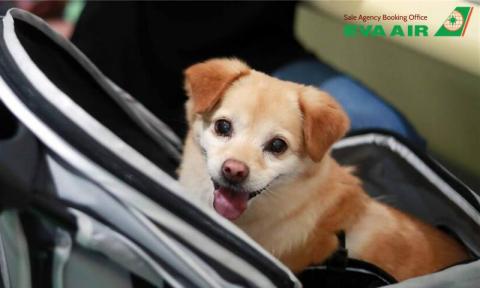 Giá Vận Chuyển Thú Cưng EVA Air: Tính Phí Ký Gửi Và Phí Ẩn