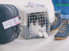 Ký Gửi Chó Mèo EVA Air: Quy Định, Thủ Tục, Chi Phí Mới Nhất