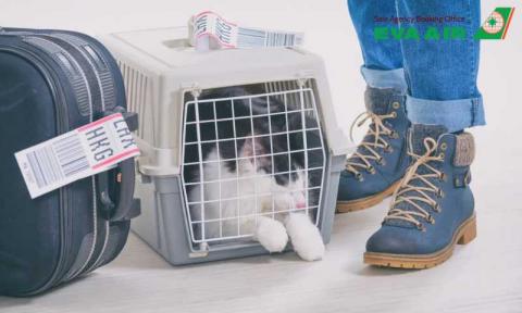 Ký Gửi Chó Mèo EVA Air: Quy Định, Thủ Tục, Chi Phí Mới Nhất