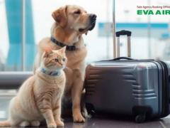 Kinh Nghiệm Thực Tế Cho Thú Nuôi Đi Máy Bay EVA Air An Toàn