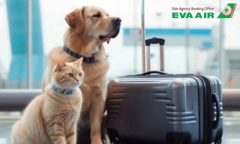 Kinh Nghiệm Thực Tế Cho Thú Nuôi Đi Máy Bay EVA Air An Toàn