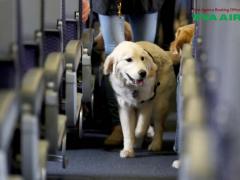 Chó Hỗ Trợ Đi Máy Bay EVA Air: Giấy tờ Và Cách Đăng Ký