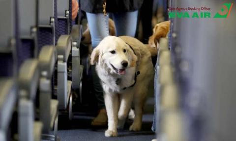 Chó Hỗ Trợ Đi Máy Bay EVA Air: Giấy tờ Và Cách Đăng Ký