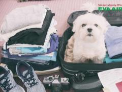 Quy định chó mèo bay quá cảnh EVA Air tại Đài Loan mới nhất