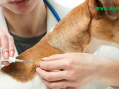 Tiêm phòng dại, Microchip chó mèo bay EVA Air trước bao lâu?