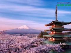 Thủ tục mang chó mèo đi Nhật Bản bằng EVA Air chi tiết A-Z