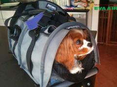 Mang chó mèo đi Hàn Quốc bằng EVA Air: Quy định và lưu ý mới