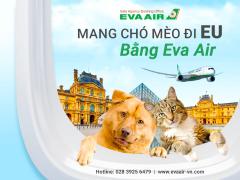 Mang Chó Mèo Đi EU Bằng EVA Air: Giấy tờ và ký gửi an toàn