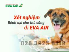 Khi nào cần xét nghiệm bệnh dại cho thú cưng bay EVA Air?