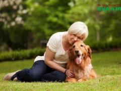 Dịch vụ đặt vé máy bay thú cưng chó mèo đi Austin Mỹ EVA Air