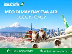 Mèo đi máy bay EVA Air được không? Hướng dẫn toàn tập từ a-z