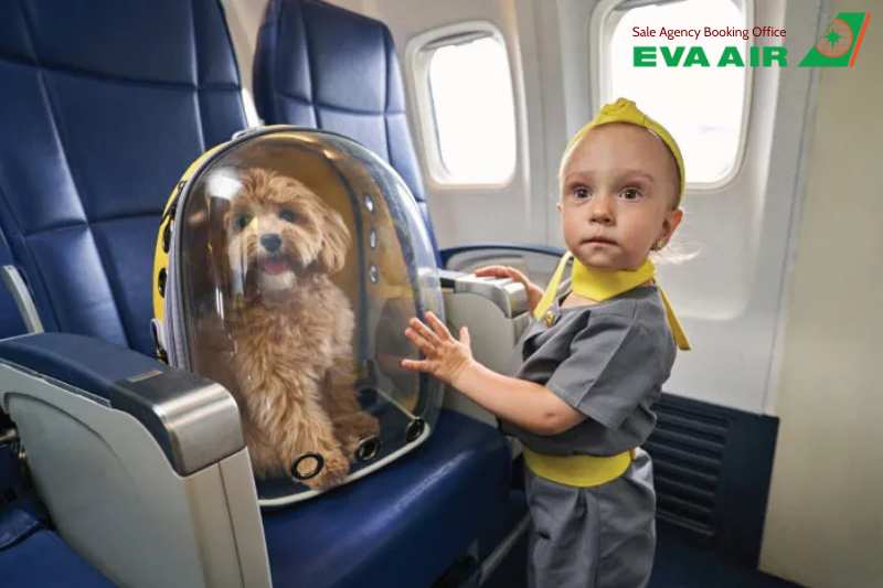 EVA Air từ chối vận chuyển thú cưng, thú cưng không đủ điều kiện bay EVA Air, EVA Air không chấp nhận chó mèo, EVA Air không nhận vận chuyển động vật cảnh, từ chối vận chuyển vật nuôi EVA Air, chó mèo đi máy bay EVA Air