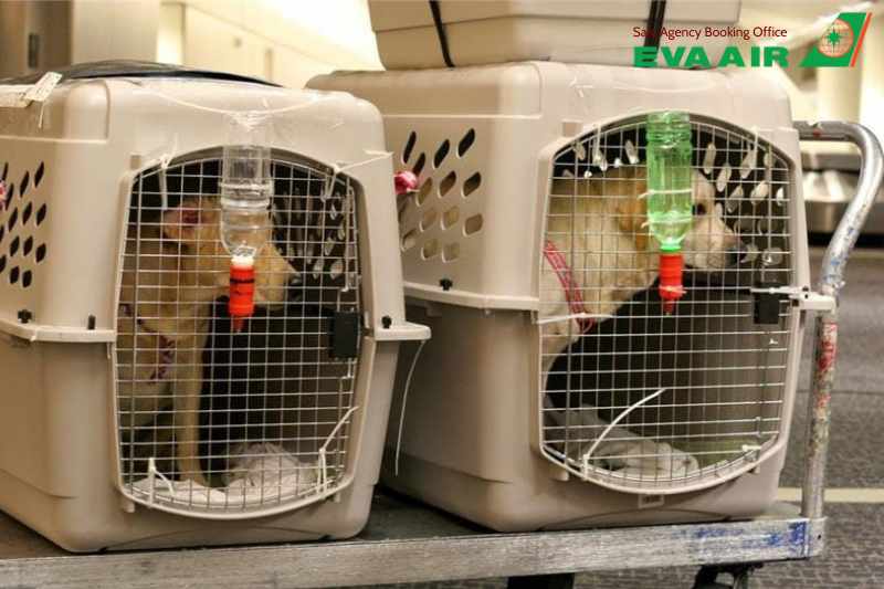 EVA Air từ chối vận chuyển thú cưng, thú cưng không đủ điều kiện bay EVA Air, EVA Air không chấp nhận chó mèo, EVA Air không nhận vận chuyển động vật cảnh, từ chối vận chuyển vật nuôi EVA Air, chó mèo đi máy bay EVA Air