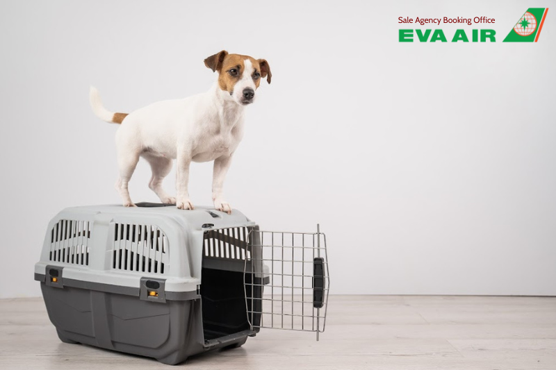 Thủ tục nhập cảnh chó mèo Canada EVA Air, quy định nhập cảnh thú cưng EVA Air, mang chó mèo sang Canada bằng EVA Air, EVA Air vận chuyển thú cưng đến Canada, Giấy tờ thú cưng nhập cảnh Canada, vận chuyển chó mèo đến Canada bằng EVA Air