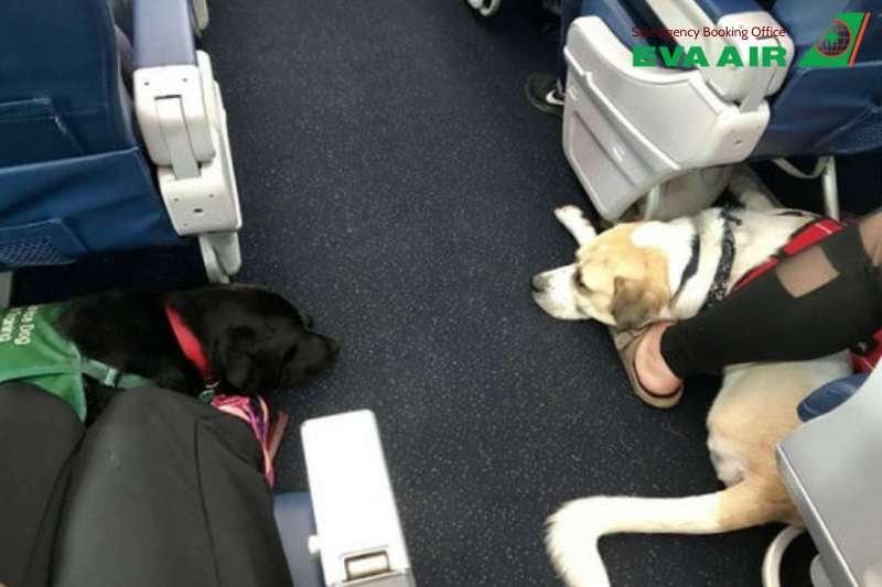 Thủ tục nhập cảnh chó mèo EVA Air đi Mỹ, mang thú cưng đi máy bay EVA Air, thủ tục đưa chó mèo sang Mỹ EVA Air, mang chó mèo đến Mỹ bằng EVA Air, Phí ký gửi chó mèo đi Mỹ EVA Air, Quy định vận chuyển thú cưng EVA Air đi Mỹ