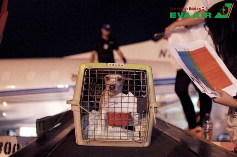 Thủ tục nhập cảnh chó mèo EVA Air đi Mỹ, mang thú cưng đi máy bay EVA Air, thủ tục đưa chó mèo sang Mỹ EVA Air, mang chó mèo đến Mỹ bằng EVA Air, Phí ký gửi chó mèo đi Mỹ EVA Air, Quy định vận chuyển thú cưng EVA Air đi Mỹ