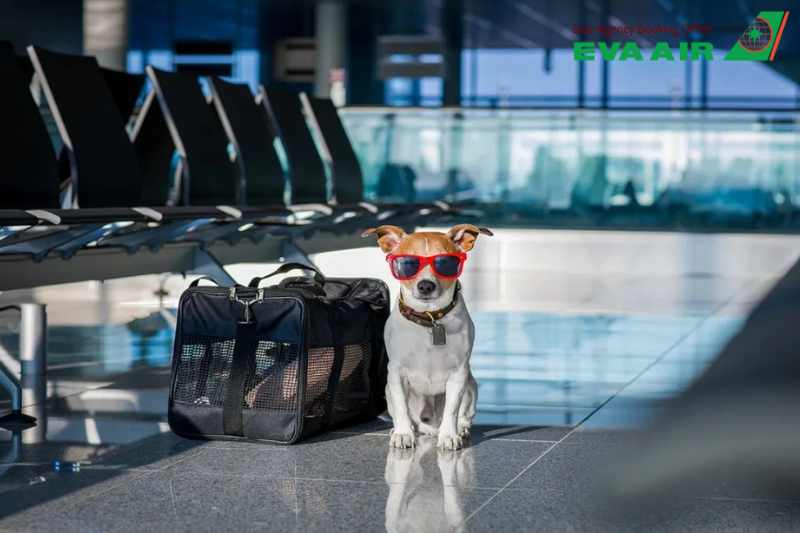 chó mèo đi máy bay eva air, thú cưng đi máy bay eva air, bay cùng thú cưng eva air, động vật cảnh đi máy bay eva air, vật nuôi đi may bay eva air, quy định chó mèo đi máy bay eva air, dịch vụ gửi chó mèo EVA Air