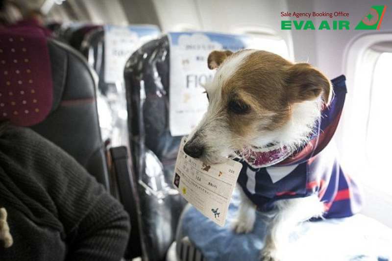 chó mèo đi máy bay eva air, thú cưng đi máy bay eva air, bay cùng thú cưng eva air, động vật cảnh đi máy bay eva air, vật nuôi đi may bay eva air, quy định chó mèo đi máy bay eva air, dịch vụ gửi chó mèo EVA Air