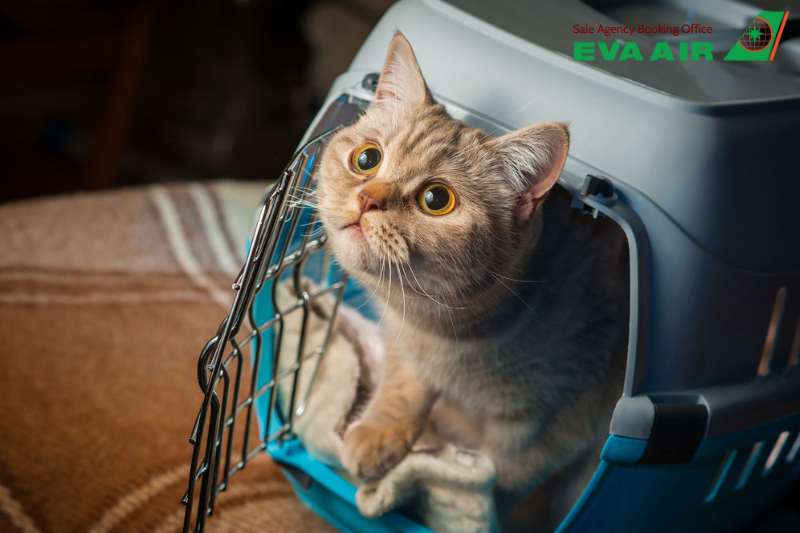 động vật cảnh đi máy bay eva air, bay cùng thú cưng với EVA Air, vận chuyển vật nuôi nhỏ EVA Air, vận chuyển vật nuôi EVA Air, dịch vụ ký gửi thú nuôi EVA Air, thú cưng ký gửi EVA Air, Lồng vận chuyển động vật cảnh EVA Air 