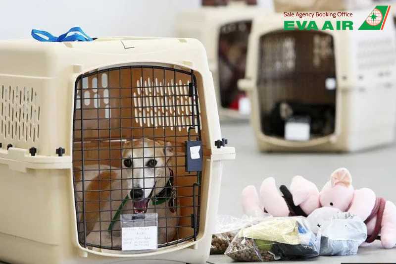 động vật cảnh đi máy bay eva air, bay cùng thú cưng với EVA Air, vận chuyển vật nuôi nhỏ EVA Air, vận chuyển vật nuôi EVA Air, dịch vụ ký gửi thú nuôi EVA Air, thú cưng ký gửi EVA Air, Lồng vận chuyển động vật cảnh EVA Air 