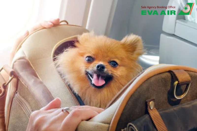 động vật cảnh đi máy bay eva air, bay cùng thú cưng với EVA Air, vận chuyển vật nuôi nhỏ EVA Air, vận chuyển vật nuôi EVA Air, dịch vụ ký gửi thú nuôi EVA Air, thú cưng ký gửi EVA Air, Lồng vận chuyển động vật cảnh EVA Air 