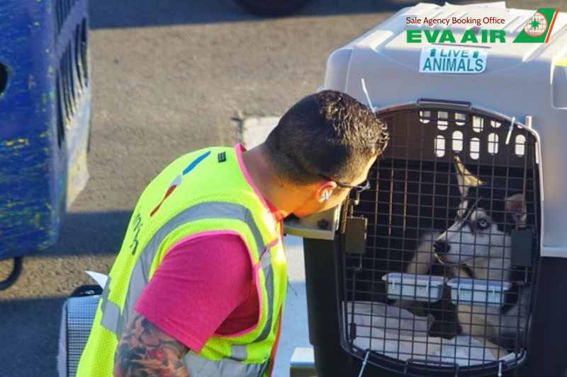 động vật cảnh đi máy bay eva air, bay cùng thú cưng với EVA Air, vận chuyển vật nuôi nhỏ EVA Air, vận chuyển vật nuôi EVA Air, dịch vụ ký gửi thú nuôi EVA Air, thú cưng ký gửi EVA Air, Lồng vận chuyển động vật cảnh EVA Air 