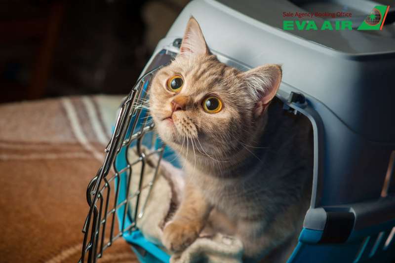 chó mèo đi máy bay eva air, thú cưng đi máy bay eva air, bay cùng thú cưng eva air, động vật cảnh đi máy bay eva air, vật nuôi đi may bay eva air, quy định chó mèo đi máy bay eva air, dịch vụ gửi chó mèo EVA Air