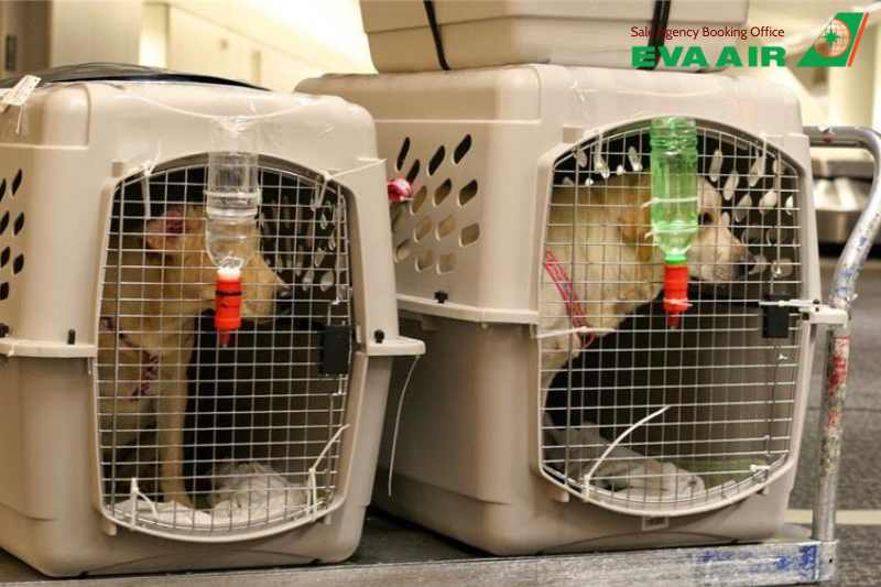 lồng vận chuyển chó mèo EVA Air,tiêu chuẩn lồng IATA EVA Air, kích thước lồng đi máy bay EVA Air, lồng vận chuyển thú cưng ký gửi eva air, chuồng vận chuyển thú cưng đi máy bay eva air, lồng vận chuyển động vật cảnh EVA Air
