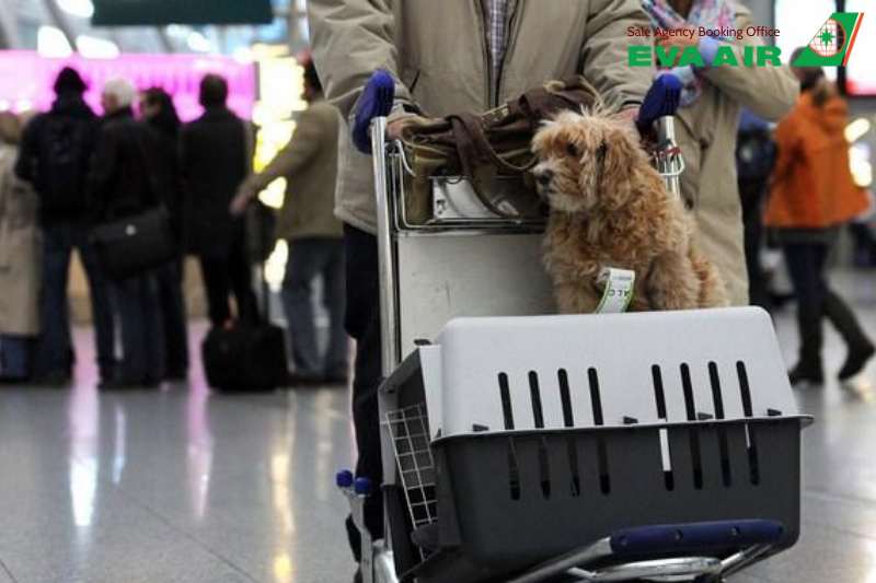 lồng vận chuyển chó mèo EVA Air,tiêu chuẩn lồng IATA EVA Air, kích thước lồng đi máy bay EVA Air, lồng vận chuyển thú cưng ký gửi eva air, chuồng vận chuyển thú cưng đi máy bay eva air, lồng vận chuyển động vật cảnh EVA Air
