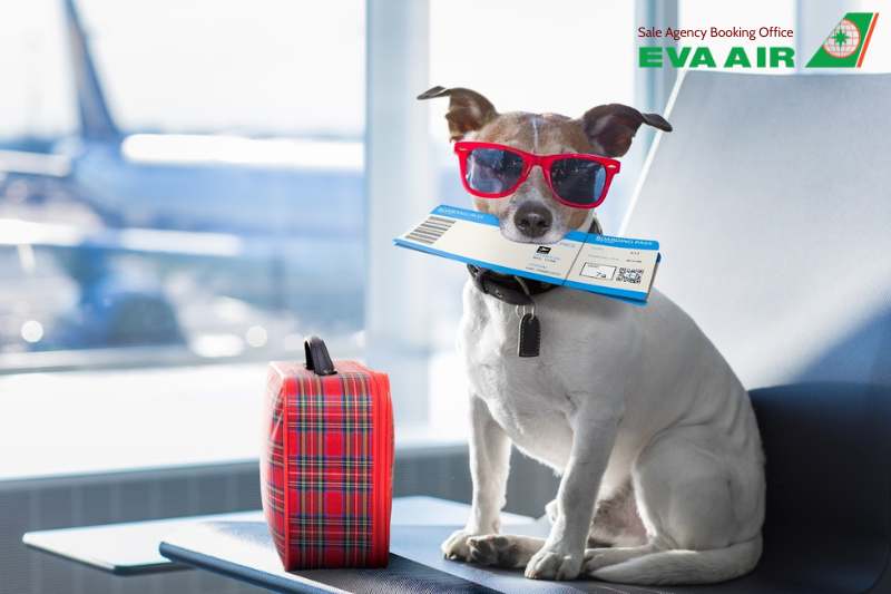 thủ tục cho vật nuôi đi máy bay EVA Air, thủ tục mang thú cưng đi máy bay EVA Air, thủ tục ký gửi thú cưng EVA Air, thủ tục mang động vật sống đi máy bay EVA Air, thủ tục cho thú nuôi bay EVA Air