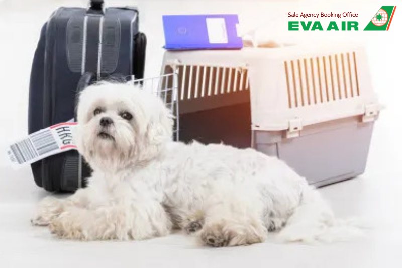 Thủ tục thú cưng bay quá cảnh EVA Air, Thủ tục chó mèo bay quá cảnh EVA Air,Thú cưng bay quốc tế EVA Air, kinh nghiệm thú cưng bay quá cảnh Đài Loan, thủ tục thú cưng bay quá cảnh Đài Loan, thú cưng báy quá cảnh eva air, chó mèo bay quá cảnh eva air