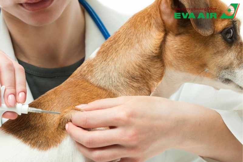 Tiêm phòng dại, Microchip chó mèo bay EVA Air, tiêm phòng Dại thú cưng đi máy bay EVA Air, tiêm phòng Dại cho chó mèo đi máy bay EVA Air, Microchip thú cưng đi máy bay EVA Air,Gắn Microchip chó mèo EVA Air, tiêm phòng Dại thú cưng EVA Air