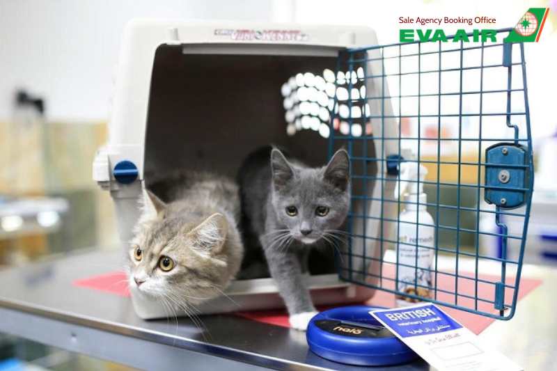 giá vận chuyển thú cưng EVA Air, giá vận chuyển chó mèo EVA Air, phí vận chuyển thú cưng EVA Air, hành lý quá cước thú cưng, phí ký gửi chó mèo EVA Air, trọng lượng tính phí thú cưng EVA Air, phí ký gửi vật nuôi EVA Air, giá vận chuyển thú nuôi EVA Air