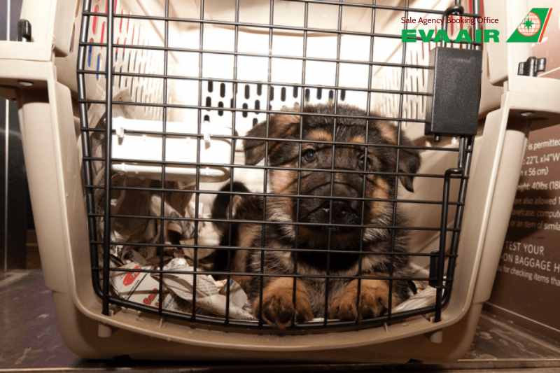 giá vận chuyển thú cưng EVA Air, giá vận chuyển chó mèo EVA Air, phí vận chuyển thú cưng EVA Air, hành lý quá cước thú cưng, phí ký gửi chó mèo EVA Air, trọng lượng tính phí thú cưng EVA Air, phí ký gửi vật nuôi EVA Air, giá vận chuyển thú nuôi EVA Air