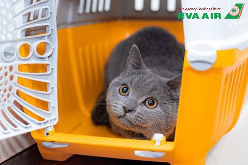 giá vận chuyển thú cưng EVA Air, giá vận chuyển chó mèo EVA Air, phí vận chuyển thú cưng EVA Air, hành lý quá cước thú cưng, phí ký gửi chó mèo EVA Air, trọng lượng tính phí thú cưng EVA Air, phí ký gửi vật nuôi EVA Air, giá vận chuyển thú nuôi EVA Air