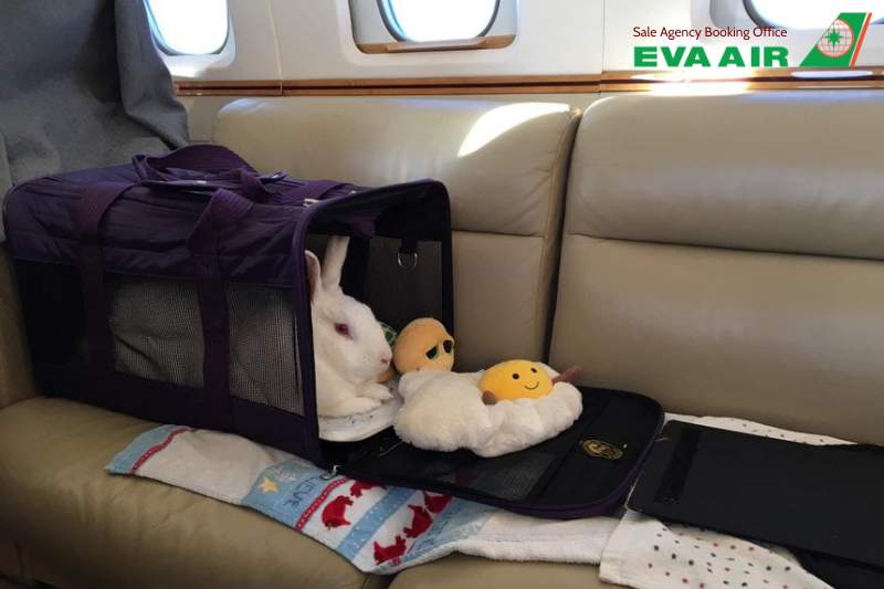 chó mèo bay quốc tế EVA Air, kinh nghiệm chó mèo bay quốc tế EVA Air, thú cưng bay quốc tế EVA Air, vật nuôi bay quốc tế EVA Air, gửi thú cưng đi quốc tế EVA Air, vận chuyển thú cưng quốc tế EVA Air, vận chuyển thú cưng đi nước ngoài EVA Air 
