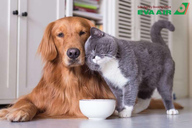 kinh nghiệm cho thú nuôi đi máy bay EVA Air, kinh nghiệm cho thú cưng đi máy bay EVA Air, chuẩn bị thú cưng đi máy bay EVA Air, trải nghiệm cho chó mèo đi EVA Air, mẹo cho chó mèo bay EVA Air, hướng dẫn đưa thú cưng lên máy bay EVA Air