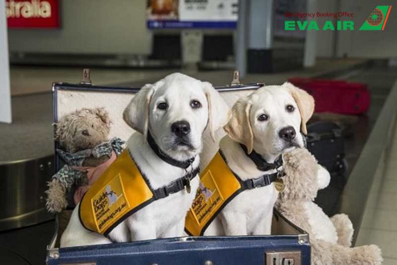 mang thú cưng lên máy bay eva air, quy định mang thú cưng eva air, thú cưng đi máy bay eva air, ký gửi thú cưng eva air, phí vận chuyển thú cưng eva air, lồng vận chuyển thú cưng eva air, giống chó mèo bị cấm bay eva air, bay cùng thú cưng eva air