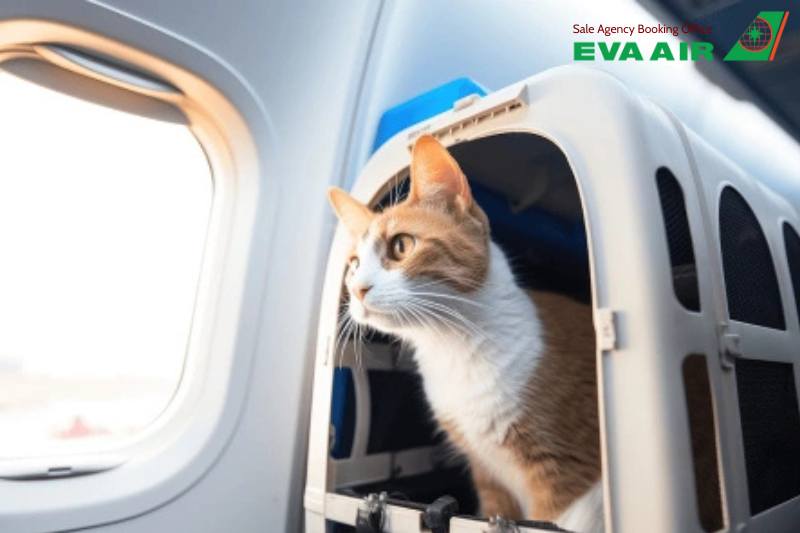 mang thú cưng lên máy bay eva air, quy định mang thú cưng eva air, thú cưng đi máy bay eva air, ký gửi thú cưng eva air, phí vận chuyển thú cưng eva air, lồng vận chuyển thú cưng eva air, giống chó mèo bị cấm bay eva air, bay cùng thú cưng eva air