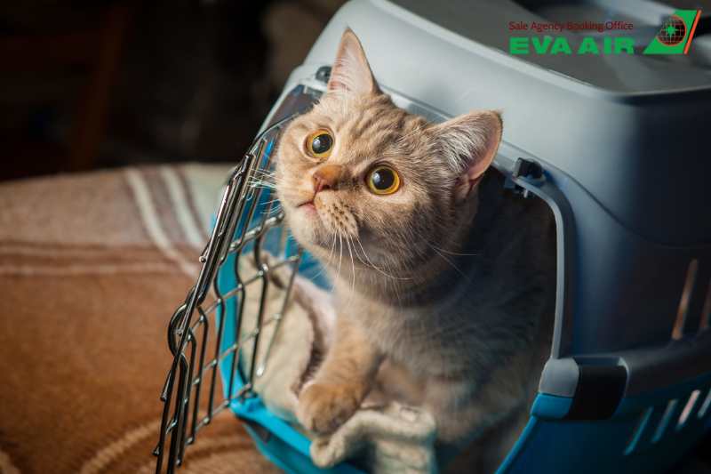 mèo đi máy bay eva air, quy định mang mèo đi EVA Air, vận chuyển mèo EVA Air, hành lý ký gửi EVA Air, mèo đi máy bay EVA Air ký gửi EVA Air, ký gửi mèo EVA Air, thủ tục cho mèo bay EVA Air, thủ tục xuất cảnh mèo EVA Air, ký gửi mèo đi máy bay EVA Air