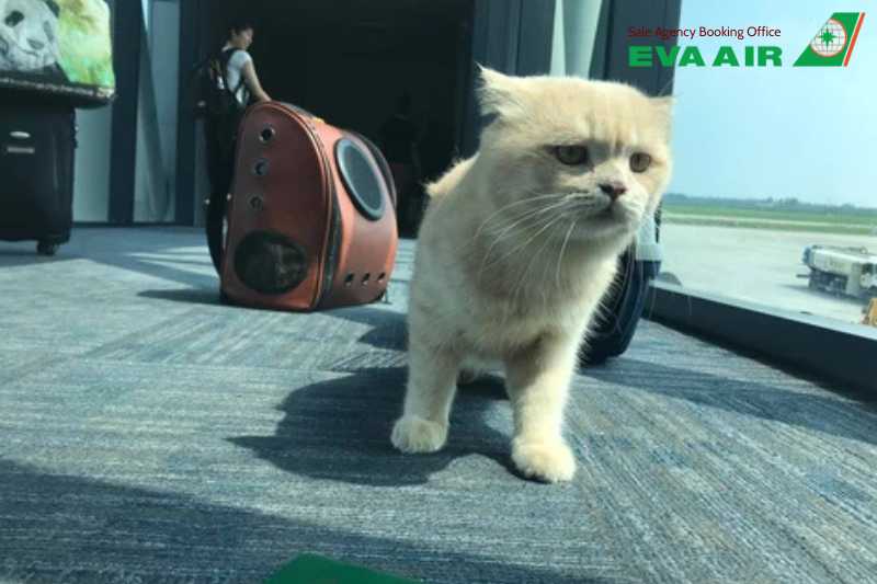 mèo đi máy bay eva air, quy định mang mèo đi EVA Air, vận chuyển mèo EVA Air, hành lý ký gửi EVA Air, mèo đi máy bay EVA Air ký gửi EVA Air, ký gửi mèo EVA Air, thủ tục cho mèo bay EVA Air, thủ tục xuất cảnh mèo EVA Air, ký gửi mèo đi máy bay EVA Air