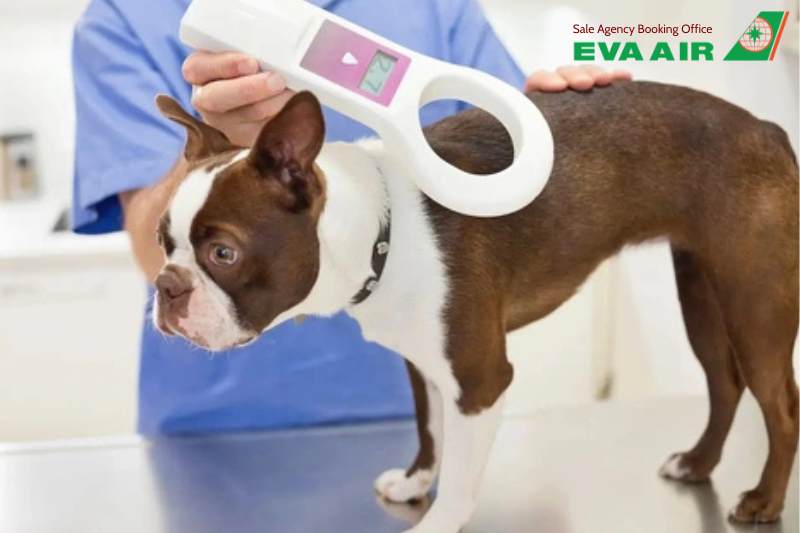 Thủ tục kiểm dịch chó mèo EVA Air, Thủ tục kiểm dịch chó mèo xuất cảnh EVA Air, Thủ tục kiểm dịch chó mèo quá cảnh EVA Air, Thủ tục kiểm dịch chó mèo nhập cản EVA Air, Thủ tục kiểm dịch thú cưng EVA Air, Thủ tục kiểm dịch vật nuôi EVA Air