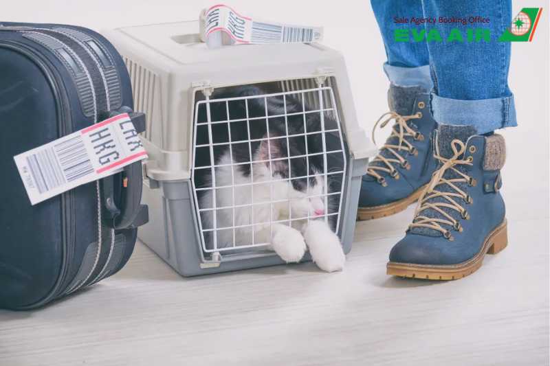 Thủ tục kiểm dịch chó mèo EVA Air, Thủ tục kiểm dịch chó mèo xuất cảnh EVA Air, Thủ tục kiểm dịch chó mèo quá cảnh EVA Air, Thủ tục kiểm dịch chó mèo nhập cản EVA Air, Thủ tục kiểm dịch thú cưng EVA Air, Thủ tục kiểm dịch vật nuôi EVA Air