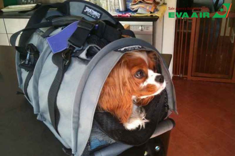 vận chuyển thú cưng chó mèo đi Los Angeles EVA Air, mang chó mèo đi Los Angeles, chó mèo đi máy bay EVA Air đến Mỹ, vận chuyển thú cưng đi Los Angeles EVA Air, gửi chó mèo đi Los Angeles bằng EVA Air
