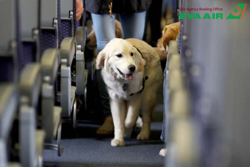 Vận chuyển thú cưng EVA Air, vận chuyển chó mèo EVA Air, hành lý ký gửi thú cưng EVA Air,  vận chuyển động vật cảnh EVA Air,  vận chuyển vật nuôi EVA Air, vận chuyển động vật sống EVA Air, ký gửi chó mèo EVA Air, Vận chuyển Hàng Hóa EVA Air là thú cưng