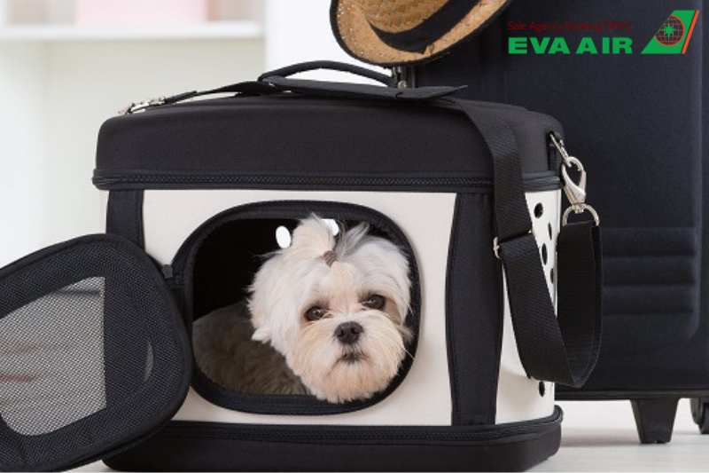 Lưu ý khi vật nuôi bay quá cảnh EVA Air,chó mèo đi máy bay EVA Air, quá cảnh thú cưng EVA Air tại sân bay Đào Viên, quá cảnh thú cưng EVA Air tại Đài Loan, quy định transit thú cưng EVA Air,quá cảnh thú nuôi tại TPE, chó mèo quá cảnh TPE