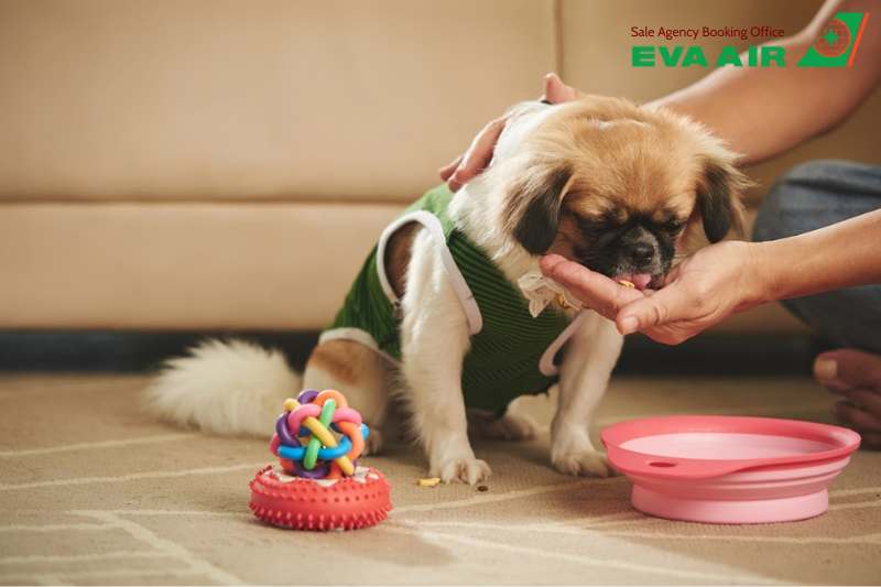 Lưu ý khi vật nuôi bay quá cảnh EVA Air,chó mèo đi máy bay EVA Air, quá cảnh thú cưng EVA Air tại sân bay Đào Viên, quá cảnh thú cưng EVA Air tại Đài Loan, quy định transit thú cưng EVA Air,quá cảnh thú nuôi tại TPE, chó mèo quá cảnh TPE