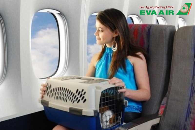mẹo giảm stress cho thú cưng đi máy bay EVA Air, mẹo giảm stress cho chó mèo đi máy bay EVA Air, giảm lo lắng cho chó mèo đi máy bay EVA Air, giảm căng thẳng cho thú cưng bay EVA Air, chó mèo stress khi đi máy bay EVA Air